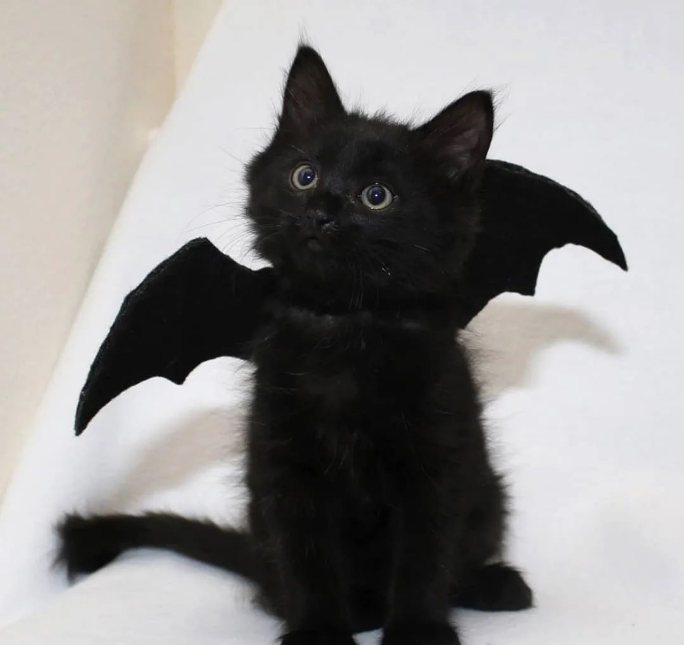 Cute Bat wings For Cats