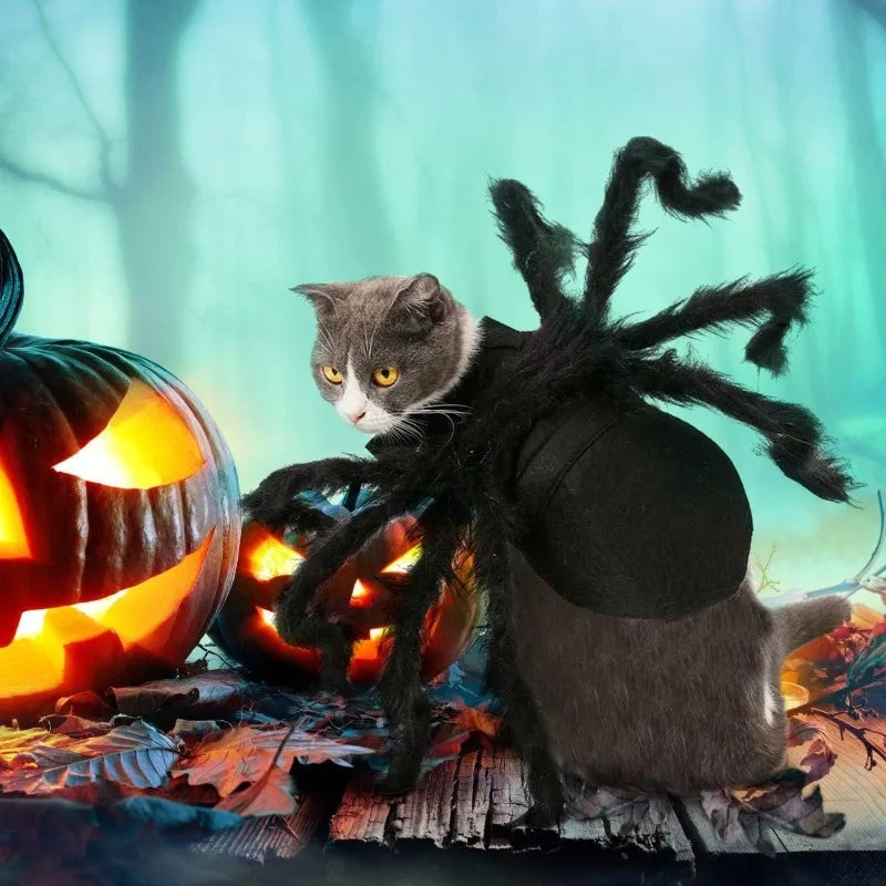 Spider  Black Cat Costume