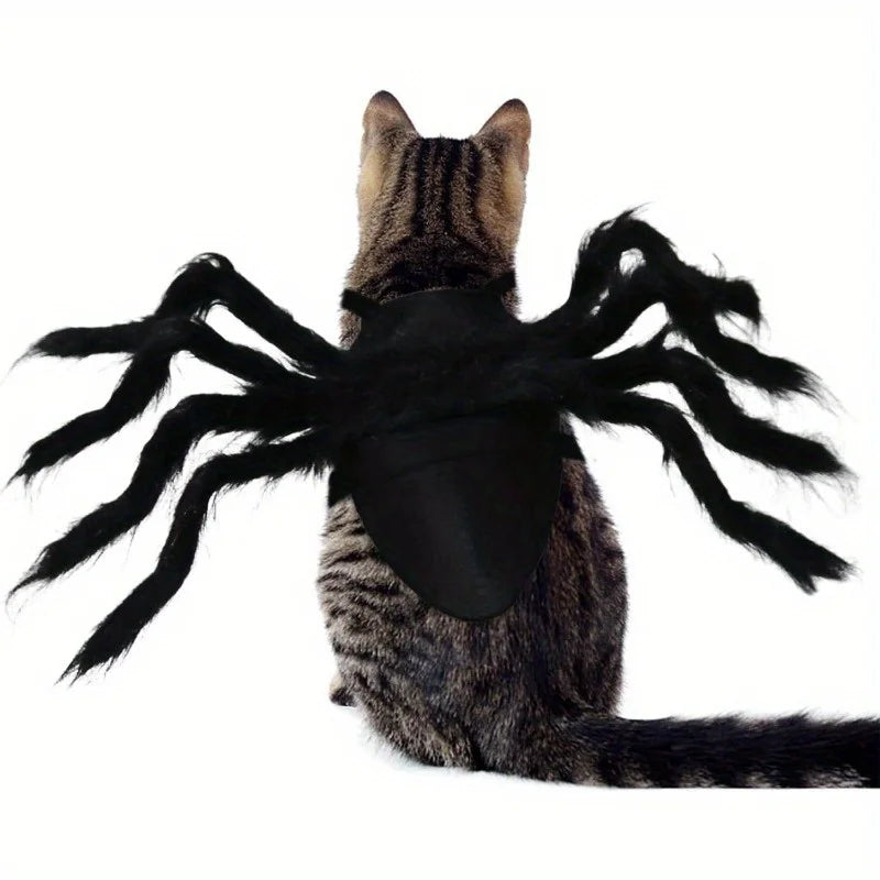 Spider  Black Cat Costume