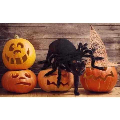 Spider  Black Cat Costume
