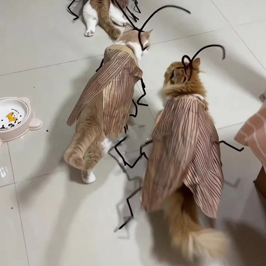 Cockroach Cat Costume – Funny Halloween Pet Outfit 🪳🐾