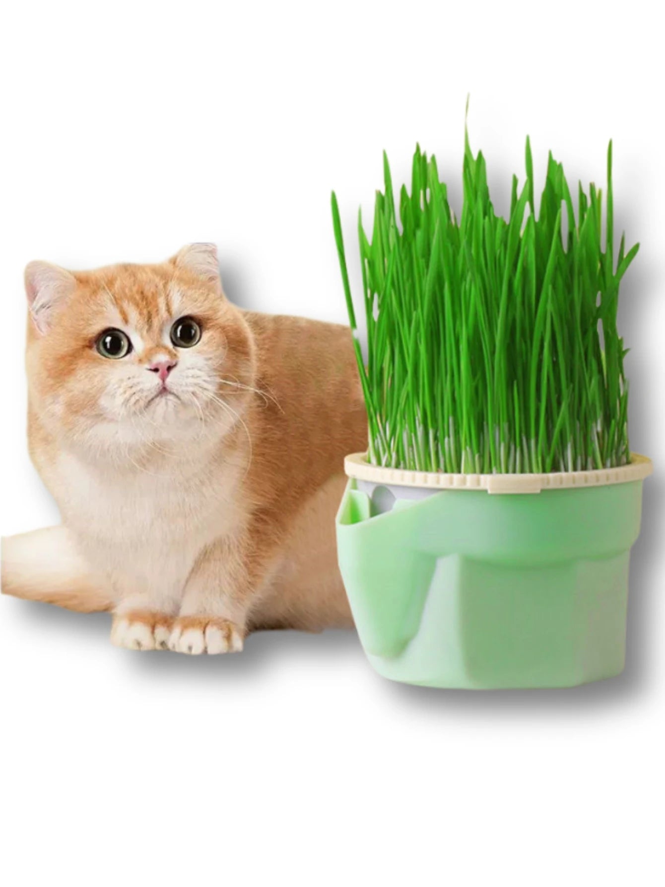 Cat Grass Growing Cup