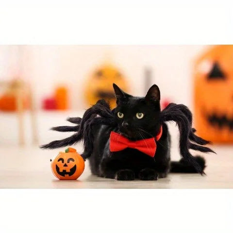 Spider  Black Cat Costume