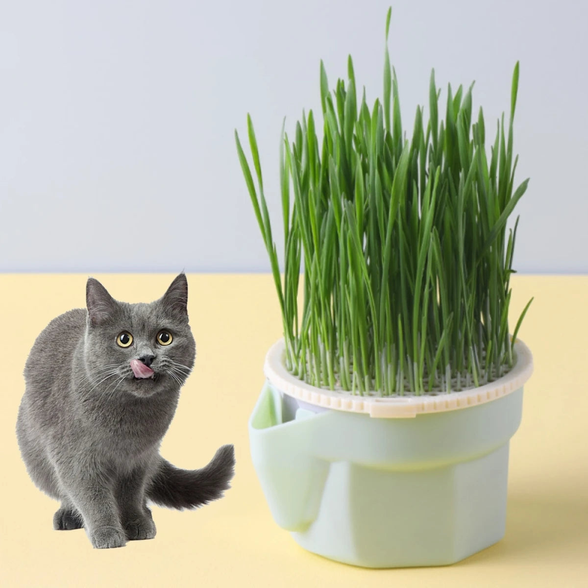 Cat Grass Growing Cup