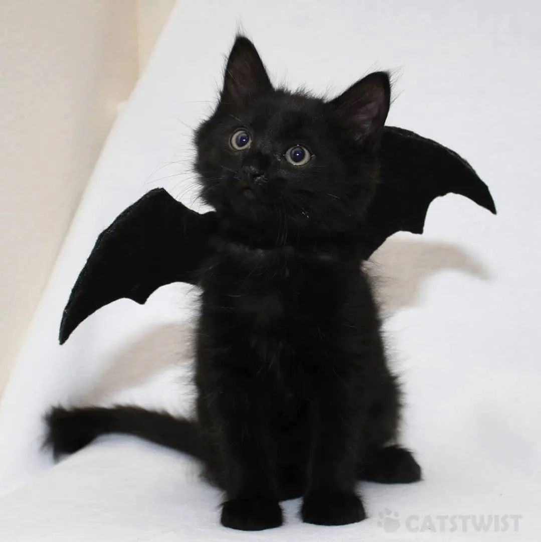 Cute Bat wings For Cats