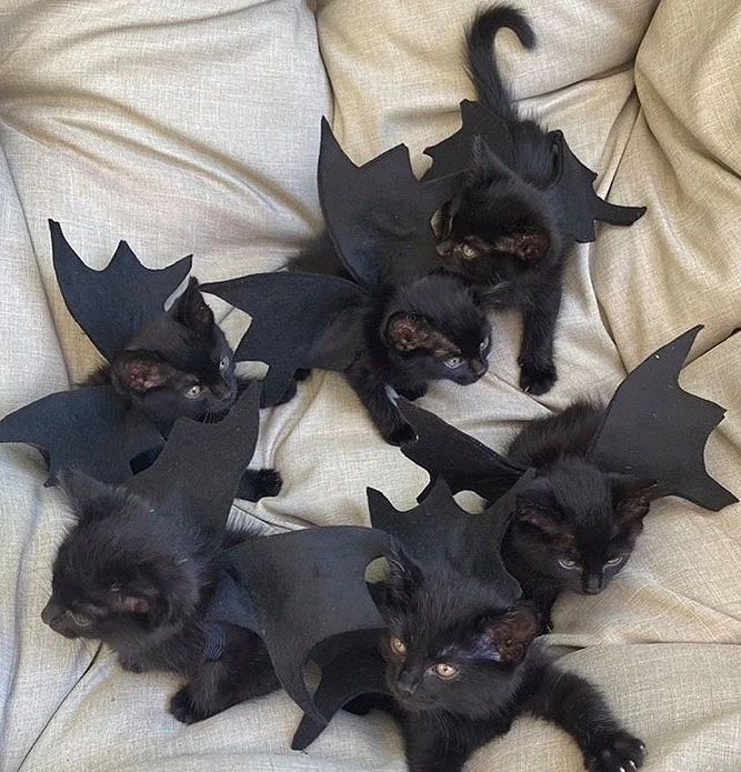 Cute Bat wings For Cats