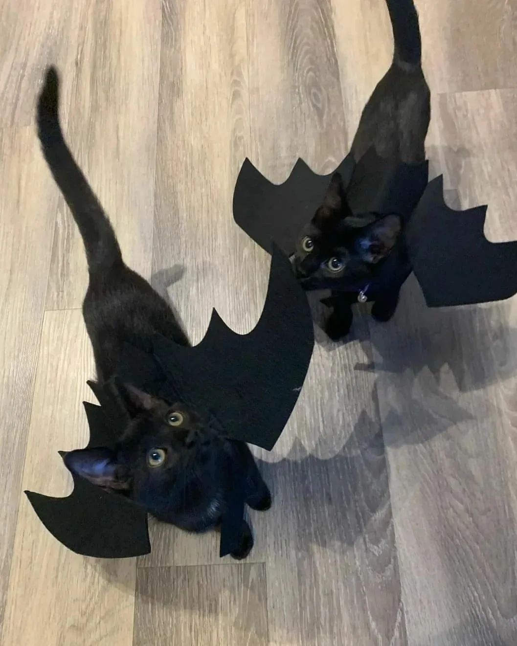 Cute Bat wings For Cats